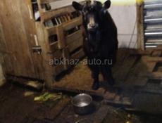 Продаётся домашнии животные