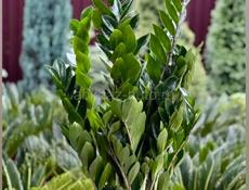 Долларовое дерево 