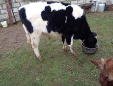 Продаю бычка 60-65кг