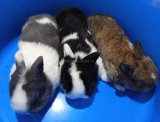 . карликовые кролики.