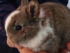 . карликовые кролики.