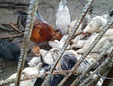 Продам молодых курочек за 1500 и петуха за 2000