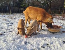 Кобанчики , поросята