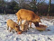 Кобанчики , поросята