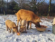 Кобанчики , поросята