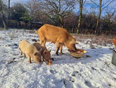 Кобанчики , поросята