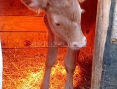 Продаю крупного теленка, которому 15 дней, цена 5000р, звонить по номеру +79409929618