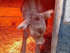 Продаю крупного теленка, которому 15 дней, цена 5000р, звонить по номеру +79409929618