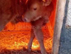 Продаю крупного теленка, которому 15 дней, цена 5000р, звонить по номеру +79409929618
