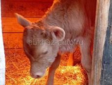 Продаю крупного теленка, которому 15 дней, цена 5000р, звонить по номеру +79409929618