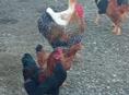 Продаются петухи в посёлке Мархяул
