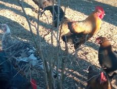 Продаются петухи в посёлке Мархяул