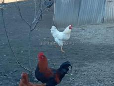 Продаются петухи в посёлке Мархяул