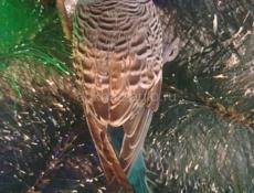 Попугай Зовут Кеша 