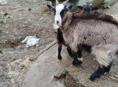 Домашнее животные козлята 🐐