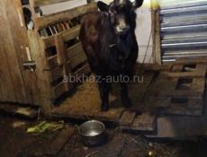 Домашнее животное козы