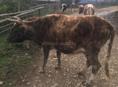 Корова 
