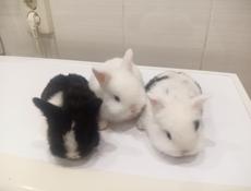 Декоративные кролики.