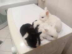 Декоративные кролики.