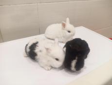 Декоративные кролики.