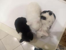 Декоративные кролики.