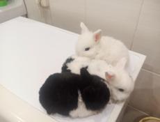 Декоративные кролики.