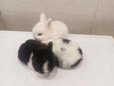 Декоративные кролики.