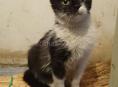 Котенок 3,5 мес., в добрый руки! 