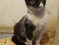 Котенок 3,5 мес., в добрый руки! 