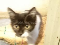 Котенок 3,5 мес., в добрый руки! 