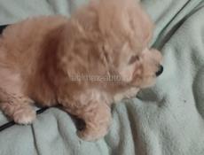 Цветные бишоны