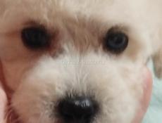 Цветные бишоны