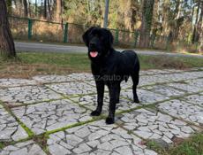 Пропала собака 