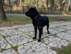 Пропала собака 