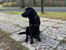 Пропала собака 