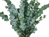 Куплю серебристый эвкалипт 