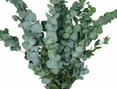 Куплю серебристый эвкалипт 