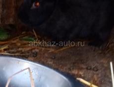 Продам кроликов