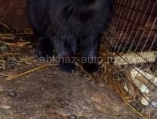 Продам кроликов