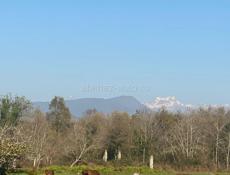 Лошадь обмен 