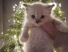 Котёнок полукровка, в добрые руки , даром !