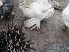 Продаются индюки