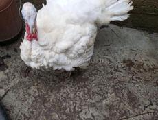 Продаются индюки