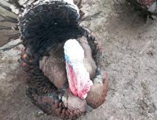 Продаются индюки