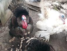 Продаются индюки