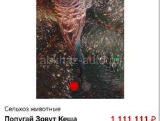 Попугай Кеша 