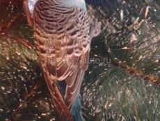 Попугай Кеша 