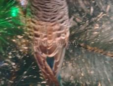 Попугай Кеша 