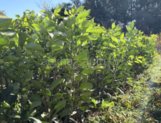 Саженцы лимона 