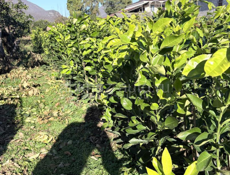 Саженцы лимона 